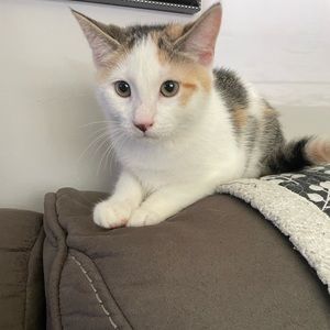 Meet your Posher, Jamia